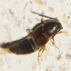 Oxypoda acuminata